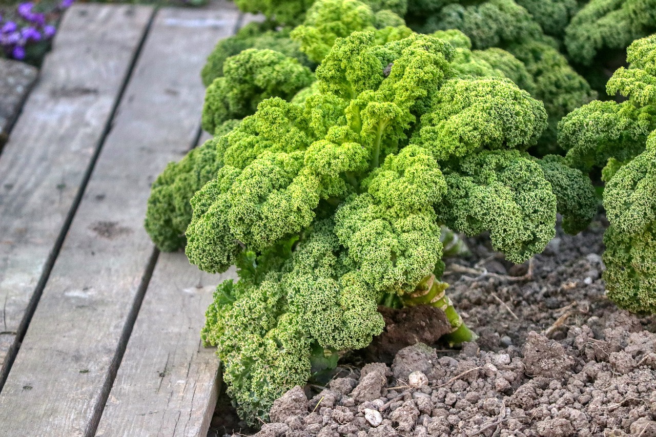 Best Tips for Growing Kale in Your Garden